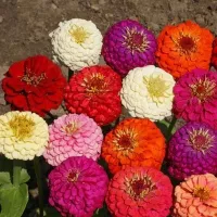 Купить Цинния Шаровидная смесь окрасок