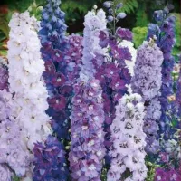 Купить Дельфиниум Пацифик