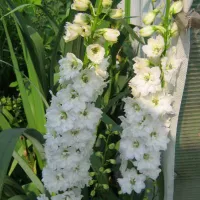 Купить Дельфиниум белый