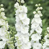 Купить Дельфиниум белый