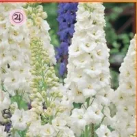 Купить Дельфиниум Галахад