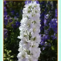 Купить Дельфиниум Галахад
