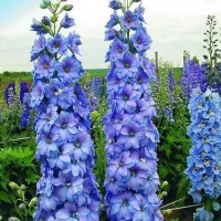 Купить Дельфиниум Роксолана
