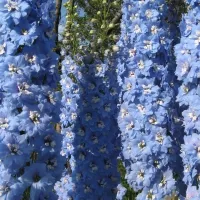 Купить Дельфиниум Роксолана