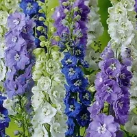 Купить Дельфиниум Изумруд