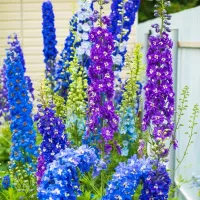 Купить Дельфиниум Изумруд