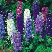 Купить Дельфиниум Магический фонтан смесь окрасок