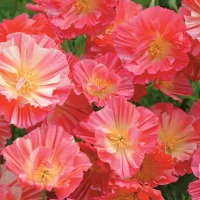 Купить Эшшольция Розовый шифон