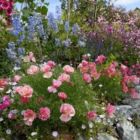 Купить Эшшольция Розовый шифон