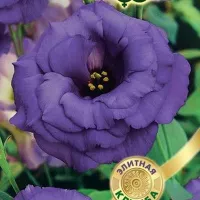 Купить семена Эустома Эхо синяя F1