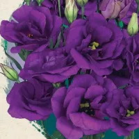 Купить семена Эустома Эхо синяя F1