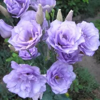 Купить Эустома Эхо лавандовая F1 крупноцветковая махровая