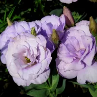 Купить Эустома Эхо лавандовая F1 крупноцветковая махровая