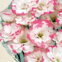 Купить Эустома Эхо пикоти розовая F1 крупноцветковая махровая