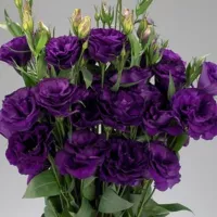 Купить Эустома Эхо пурпур F1 крупноцветковая махровая