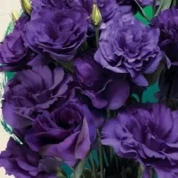 Купить Эустома Эхо пурпур F1 крупноцветковая махровая