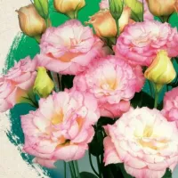 Купить Эустома Эхо Шампань F1 крупноцветковая махровая