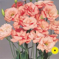 Купить Эустома Эхо Шампань F1 крупноцветковая махровая