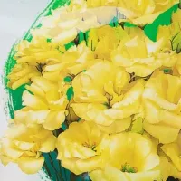 Купить Эустома Эхо желтая F1 крупноцветковая махровая