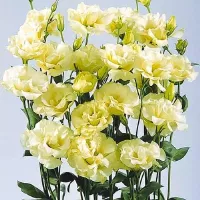 Купить Эустома Эхо желтая F1 крупноцветковая махровая