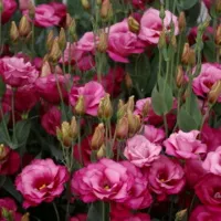 Купить Эустома Мариачи кармин махровая F1