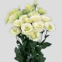 Купить Эустома Мариачи лайм F1 махровая