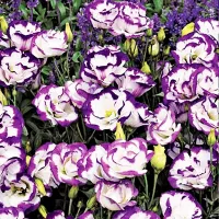 Купить Эустома срезочная Мэйдж блу рим F1