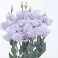 Купить Эустома Пикколо Милка F1 срезочная