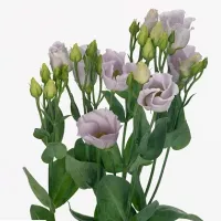 Купить Эустома Пикколо Милка F1 срезочная