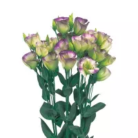 купить Эустома срезочная Пикколо Северное сияние (Пикколо Нозерн лайтс) F1