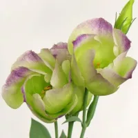 купить Эустома срезочная Пикколо Северное сияние (Пикколо Нозерн лайтс) F1