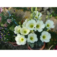 купить Эустома Кармен Айвори