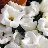 купить Эустома Кармен Айвори