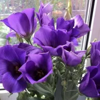 купить Эустома Джульетта синяя F1