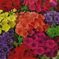 Купить Флокс Каприз смесь окрасок