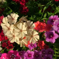 Купить Флокс Каприз смесь окрасок