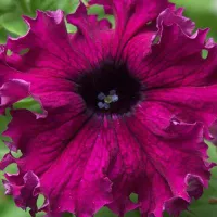 Купить Петуния Фриллитуния смесь