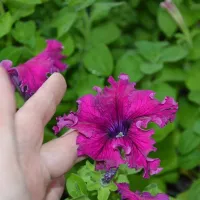 Купить Петуния Фриллитуния смесь