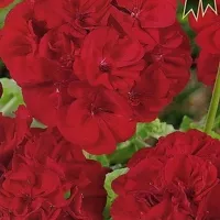 Купить Герань пеларгония зональная Рафаэлла алая F1