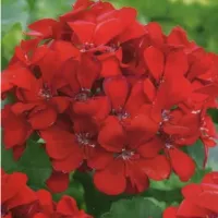 Купить Герань пеларгония зональная Рафаэлла алая F1