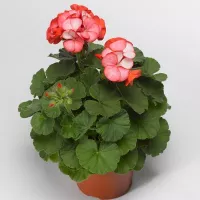 Купить Пеларгония грандифлора Маверик Скарлетт F1
