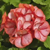 Купить Пеларгония грандифлора Маверик Скарлетт F1