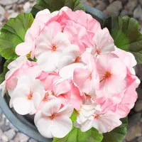 Купить Герань садовая Пинто Премиум розово-белый