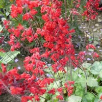 Купить Гейхера Колокольчики