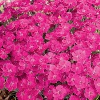 Купить Гвоздика многолетняя травянка Флэшинг Лайт