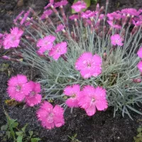 Купить Гвоздика многолетняя травянка Флэшинг Лайт