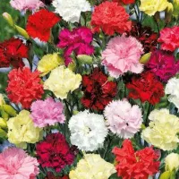 Купить Гвоздика гренадин Восторг