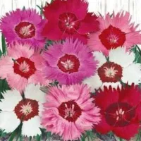 Купить Гвоздика многолетняя Перистая смесь