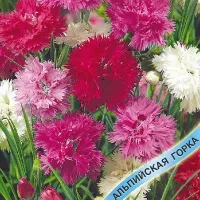 Купить Гвоздика перистая махровая Сказка смесь