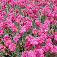 Купить Гвоздика перистая махровая Сказка смесь